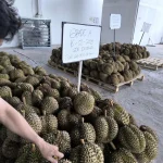 459 Ton Durian Indonesia Laku Rp42,5 Miliar, China Jadi Target Utama Ekspor 459 Ton Durian Indonesia Laku Rp42,5 Miliar, China Jadi Target Utama Ekspor