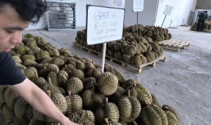 459 Ton Durian Indonesia Laku Rp42,5 Miliar, China Jadi Target Utama Ekspor