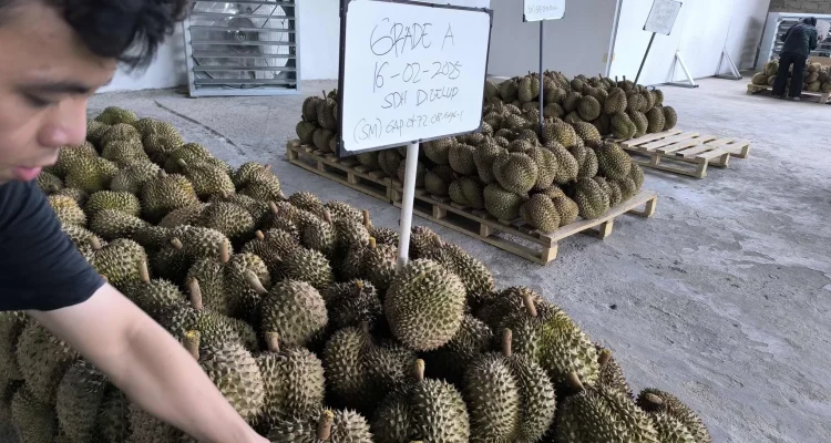 459 Ton Durian Indonesia Laku Rp42,5 Miliar, China Jadi Target Utama Ekspor 459 Ton Durian Indonesia Laku Rp42,5 Miliar, China Jadi Target Utama Ekspor