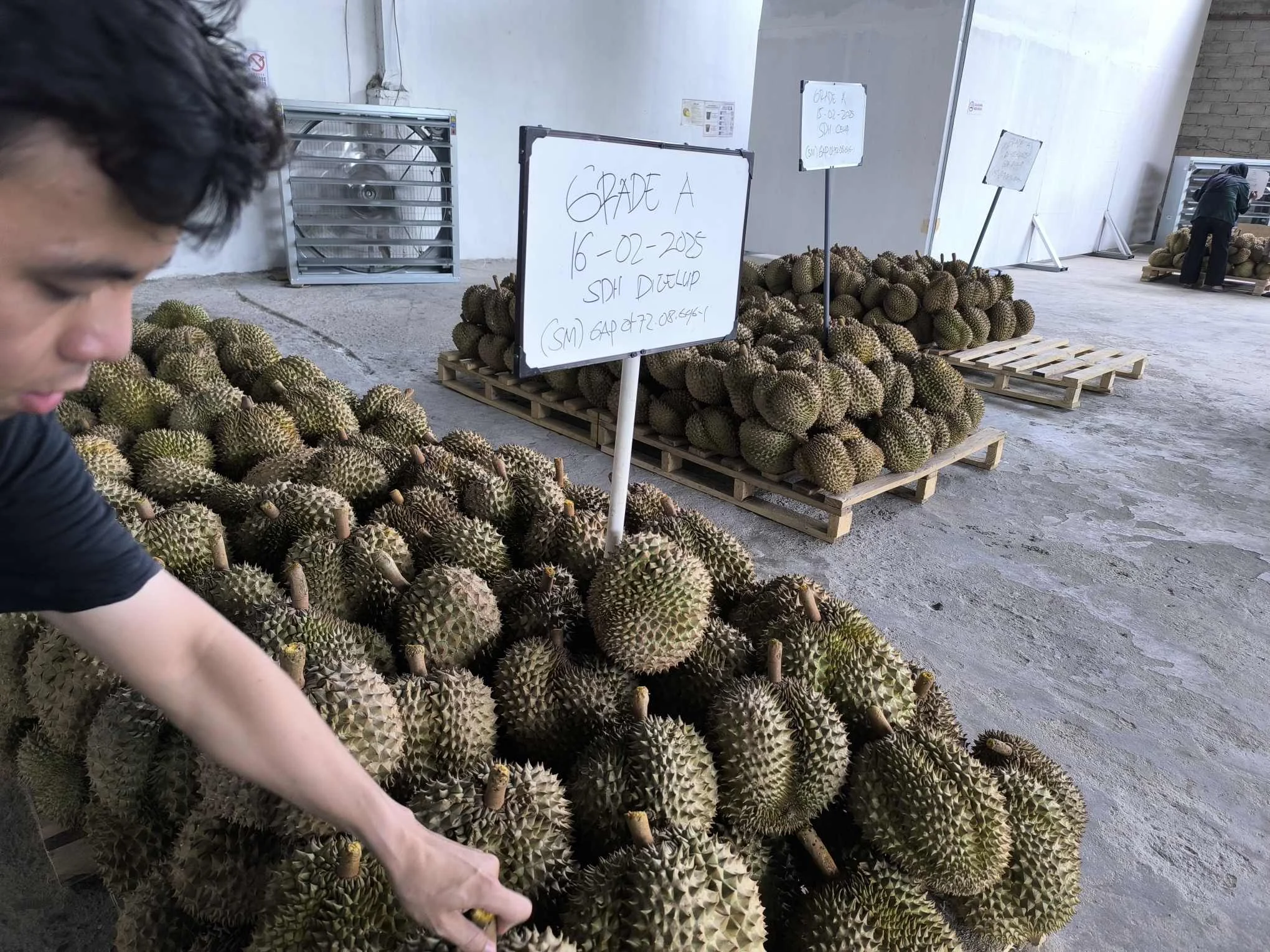 459 Ton Durian Indonesia Laku Rp42,5 Miliar, China Jadi Target Utama Ekspor
