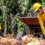 Harga CPO Meroket, Astra Agro Lestari Gandeng Eagle High Percepat Replanting 8.000 Ha di 2026