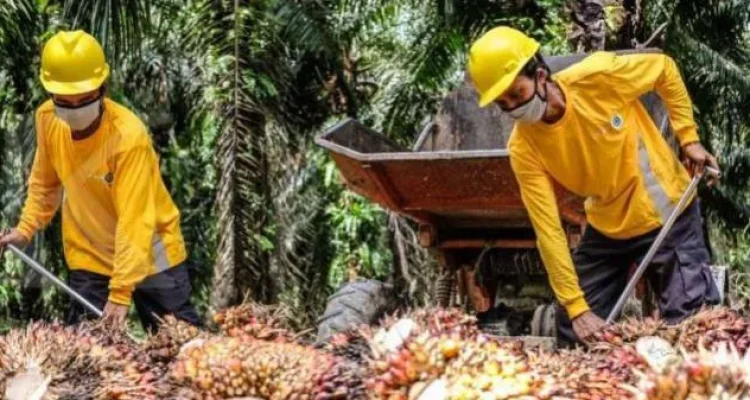 Harga CPO Meroket, Astra Agro Lestari Gandeng Eagle High Percepat Replanting 8.000 Ha di 2026