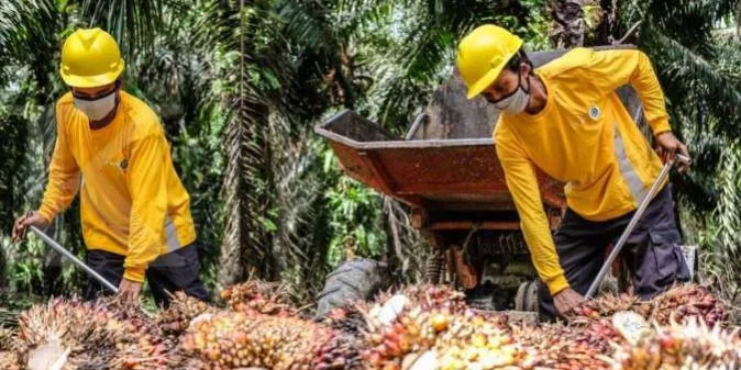 Harga CPO Meroket, Astra Agro Lestari Gandeng Eagle High Percepat Replanting 8.000 Ha di 2026