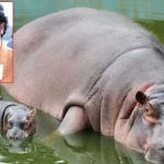 Misteri ‘Kuda Nil Kokain’ Escobar: Mengapa Pemerintah Kolombia Siap Bunuh 80 Ekornya?