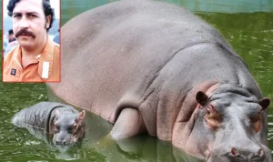 Misteri ‘Kuda Nil Kokain’ Escobar: Mengapa Pemerintah Kolombia Siap Bunuh 80 Ekornya?