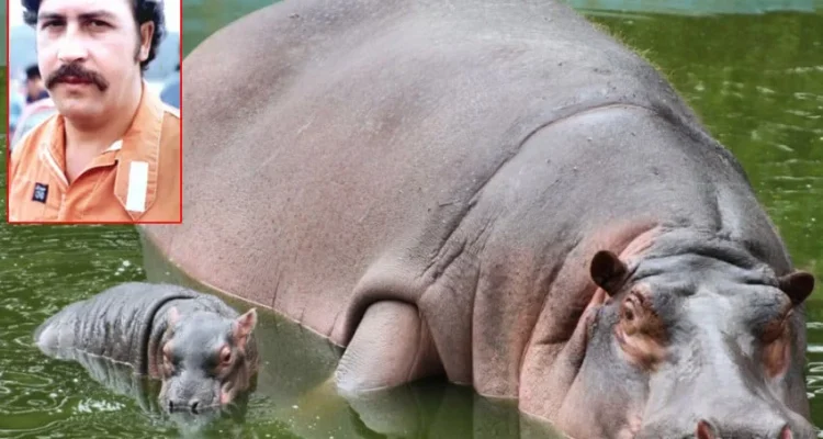 Misteri ‘Kuda Nil Kokain’ Escobar: Mengapa Pemerintah Kolombia Siap Bunuh 80 Ekornya?