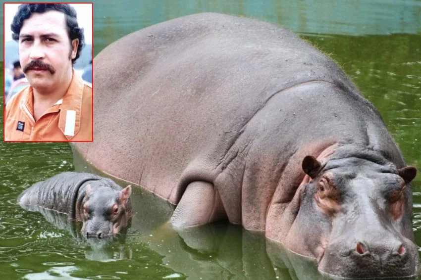 Misteri ‘Kuda Nil Kokain’ Escobar: Mengapa Pemerintah Kolombia Siap Bunuh 80 Ekornya?