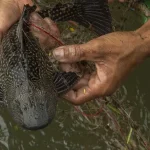Operasi Penangkapan Ikan Sapu‑Sapu di Jakarta: Upaya Besar Pemerintah, Tantangan Alam, dan Potensi Ekonomi