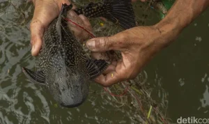 Operasi Penangkapan Ikan Sapu‑Sapu di Jakarta: Upaya Besar Pemerintah, Tantangan Alam, dan Potensi Ekonomi