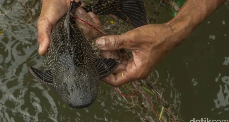 Operasi Penangkapan Ikan Sapu‑Sapu di Jakarta: Upaya Besar Pemerintah, Tantangan Alam, dan Potensi Ekonomi