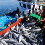RW 06 Kelapa Gading Barat Bayar Rp5.000 per Kg untuk Tangkap Ikan Sapu‑sapu, Gubernur Pramono Anung Pantau Upaya Pengendalian Invasif
