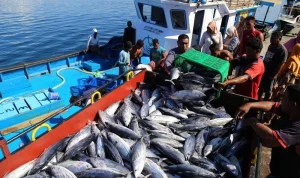 RW 06 Kelapa Gading Barat Bayar Rp5.000 per Kg untuk Tangkap Ikan Sapu‑sapu, Gubernur Pramono Anung Pantau Upaya Pengendalian Invasif