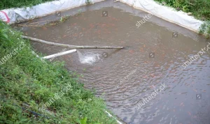 Warga Pagar Alam Kaget: Kolam Ikan Berubah Merah, Ini Penyebabnya!