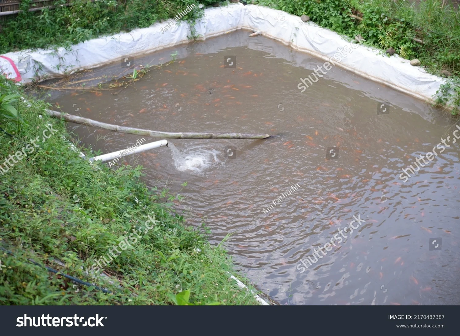 Warga Pagar Alam Kaget: Kolam Ikan Berubah Merah, Ini Penyebabnya!